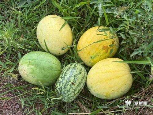 太空瓜怎么吃,太空瓜的神秘食法揭秘